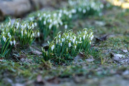 Latvia's woodlands come to life with the arrival of snowdrops, a sight of pure beauty