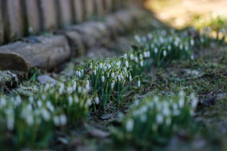 The subtle charm of snowdrops graces Latvia's landscapes, a reminder of nature's cycles