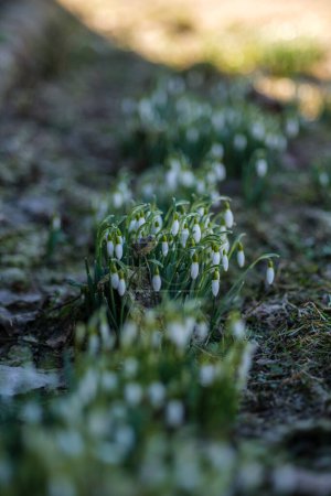 In der Landschaft Lettlands blühen Schneeglöckchen und verzaubern alle, die sie sehen