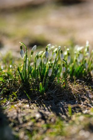 Schneeglöckchen blühen inmitten der lettischen Wälder, ein Zeichen dafür, dass der Frühling seinen zauberhaften Zauber ausgeübt hat