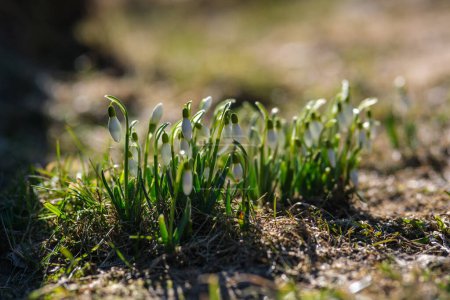The arrival of snowdrops in Latvia brings a sense of joy and renewal to all who witness them