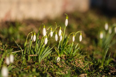 Les prairies lettones regorgent de la beauté délicate des gouttes de neige, un spectacle à voir au printemps