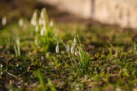 Des gouttes de neige émergent du sol gelé de Lettonie, une promesse de jours plus brillants à venir