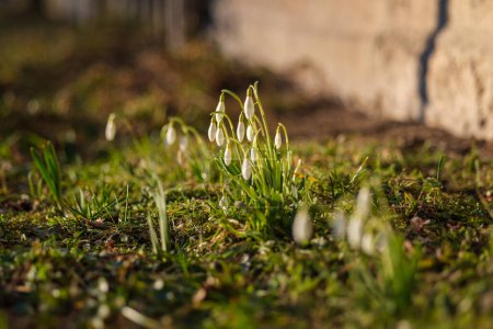 Während die Schneeglöckchen auf den Feldern Lettlands schwanken, singen sie ein süßes Ständchen über die Ankunft des Frühlings.