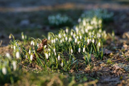Nature's symphony begins with the delicate melody of snowdrops in Latvia's spring air