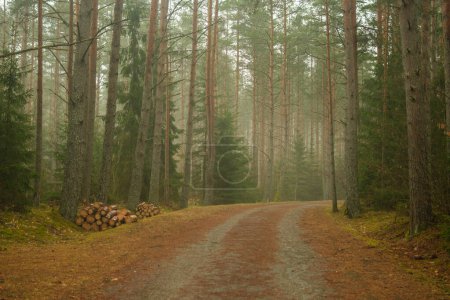 Foto de A través de la densa niebla, un camino serpentea su camino, haciendo señas a los aventureros para atravesar las profundidades místicas del bosque, donde la realidad se mezcla con el encantamiento - Imagen libre de derechos