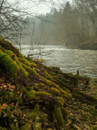 Inmitten der Umarmung grüner, bemooster Wurzeln flüstert der Wasserfall Abava seine zeitlose Melodie, eine ruhige Symphonie, die durch die bezaubernde Wildnis Lettlands hallt