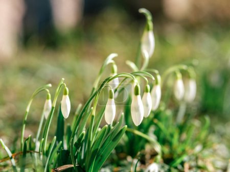 The gentle sway of snowdrops in Latvia's breeze brings a sense of renewal to the land