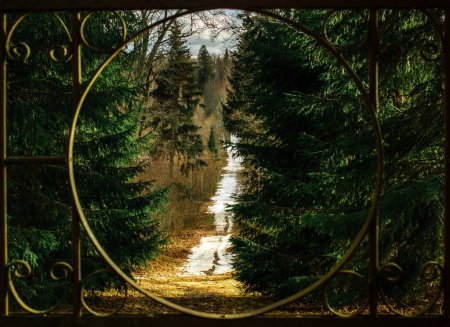 Beyond the metal gate lies a tranquil path winding through the majestic fir forest of Birinu Pils Parks, beckoning with promises of serenity and discovery.