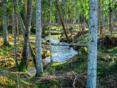 Ein ruhiger Fluss schlängelt sich durch das Herz eines üppigen Waldes, schlängelt sich seinen Weg zwischen hohen Bäumen und grünem Laub und bietet ein ruhiges Refugium für Kontemplation und Trost.