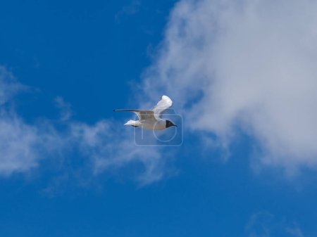 Hoch oben navigiert ein Vogel mit müheloser Finesse durch den grenzenlosen Himmel, ein stiller Zeuge des sich ständig wandelnden Wolkenteppichs.