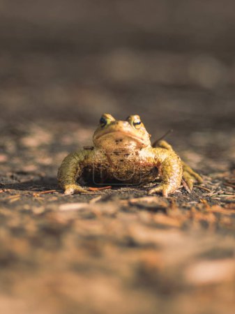 Foto de Mientras el sol se pone sobre Licu-Langu, una rana emerge de su alcoba oculta, su crujido un himno atemporal al encanto antiguo de los acantilados. - Imagen libre de derechos