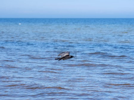 In a scene of raw beauty, a crow gracefully traverses the expansive Baltic Sea in Latvia, its flight a symbol of freedom against the backdrop of endless blue