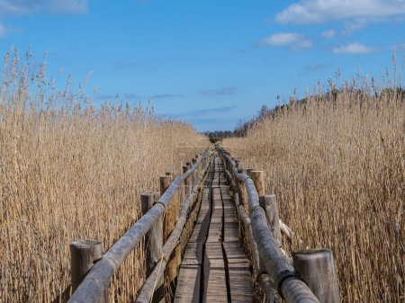 Der Holzweg schlängelt sich durch die üppigen Schilfbeete von Kanieris und bietet einen ruhigen Übergang in Lettlands ungezähmte Schönheit