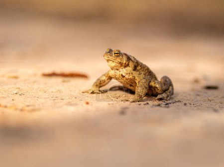 Photo for Perched on the cliffs of Licu-Langu, a frog's gentle croak fills the air, a tranquil melody amidst the rugged beauty of Latvia - Royalty Free Image