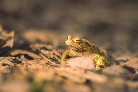 Photo for In the shadow of Latvia's Licu-Langu cliffs, a frog croons its nightly serenade, adding a symphonic touch to the rugged landscape - Royalty Free Image