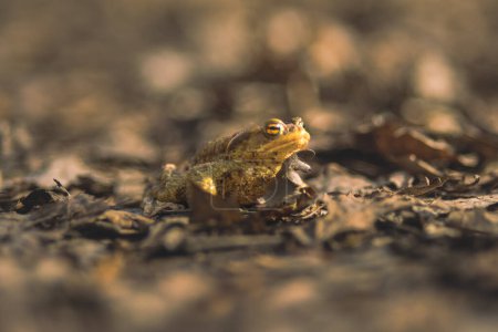 Photo for In the midst of Licu-Langu's rocky terrain, a frog's rhythmic calls resonate, harmonizing with the whispers of the surrounding wilderness. - Royalty Free Image