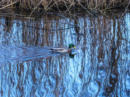 En los lagos prístinos de Letonia, los patos encuentran consuelo, sus suaves movimientos que reflejan el ritmo pacífico de la campiña báltica..