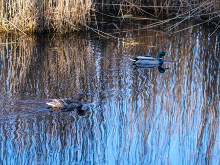 Inmitten der malerischen Landschaft Lettlands gleiten Enten mühelos auf dem ruhigen Wasser und verleihen der ruhigen Landschaft einen Hauch natürlicher Anmut..