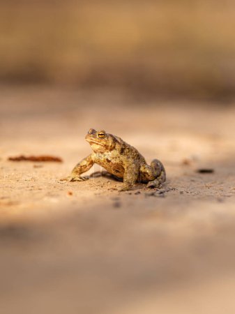 Photo for Beneath the towering cliffs of Licu-Langu, a frog finds sanctuary, its presence a humble testament to the rich biodiversity of Latvia's landscapes - Royalty Free Image