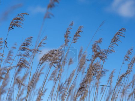 Under the expansive Latvian sky, reeds whisper secrets to the breeze, their silhouette a testament to the beauty of Baltic landscapes