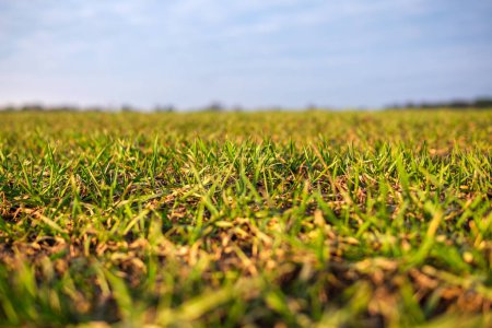 Im Herzen Lettlands wiegen sich endlose Felder mit lebendigem grünen Gras sanft im Wind und malen ein ruhiges Porträt natürlicher Schönheit