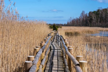 Recorriendo el sendero de madera de Kanieris descubre los tesoros ocultos de los pantanos de Letonia, donde cada paso es un viaje al corazón del esplendor natural..