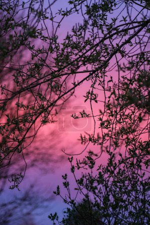 Während sich die Sonne verabschiedet, breitet sich Lettlands purpurrote Dämmerung aus und wirft einen leuchtenden Schein von Rot und Rosa über den Himmel, eine Symphonie der Farben.