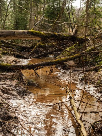 Wo der Fluss in der Nähe der Klippen Licu-Langu fließt, bilden umgestürzte Bäume eine natürliche Brücke, die inmitten der ungebändigten Wildnis Lettlands eine Passage bietet