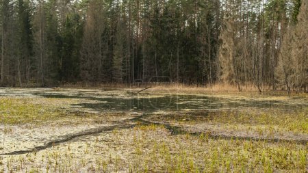 Eingebettet in das zerklüftete Gelände der Licu-Langu-Klippen in Lettland, offenbart sich eine geheime Oase, in der sumpfige Gewässer voller Leben inmitten der ruhigen Schönheit der baltischen Wildnis sind.