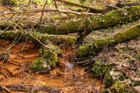 In einer Schlacht der Kräfte versucht das Wasser unerbittlich, einen Damm zu brechen, der durch umgestürzte Bäume gebildet wurde, was den unbeugsamen Geist der Natur in Lettlands Wildnis zeigt