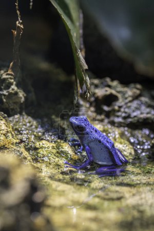 Téléchargez les photos : Portrait d'une grenouille venimeuse bleue, Dendrobates tinctorius azureus - en image libre de droit