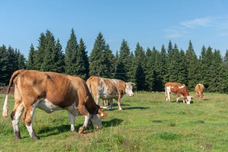 Photo for Rogla, Pohorje mountain range, Slovenia, Europe - cows on pasture. Scenery of beautiful slovenian nature and typical agriculture - Royalty Free Image