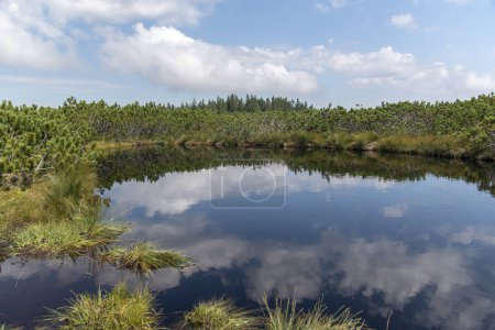 Photo for Clouds reflecting in dark swamp water of Lovrenska lakes, Slovenia - Royalty Free Image