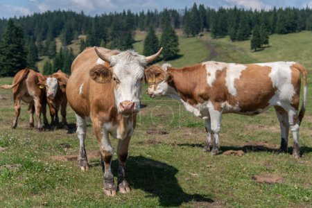 Photo for Rogla, Pohorje mountain range, Slovenia, Europe - cows on pasture. Scenery of beautiful slovenian nature and typical agriculture - Royalty Free Image