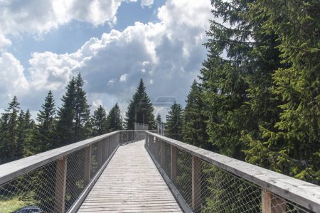 Photo for Forest canopy walkway footpath above treetops, outdoor adventure on Rogla, Slovenia - Royalty Free Image