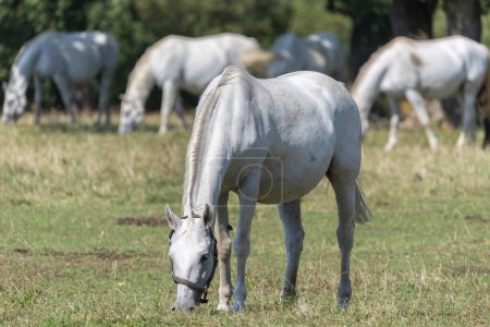 Foto de Lipizzan, o Lipizzaner es una raza de caballo originaria de Lipica en Eslovenia. Fundada en 1580, la granja de sementales Lipica es la granja de sementales de funcionamiento continuo más antigua del mundo.. - Imagen libre de derechos