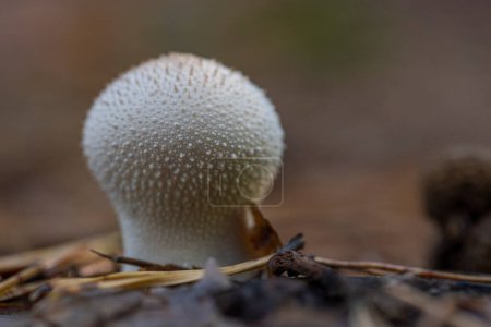 Photo for Gem-Studded Puffball (Lycoperdon perlatum) - Royalty Free Image