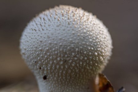 Photo for Gem-Studded Puffball (Lycoperdon perlatum) - Royalty Free Image