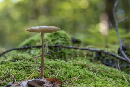 Photo for The Rooting Shank (Hymenopellis radicata) is an edible mushroom - Royalty Free Image