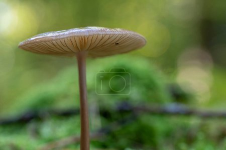 Photo for The Rooting Shank (Hymenopellis radicata) is an edible mushroom - Royalty Free Image