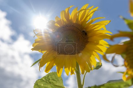 Photo for Panorama Landscape Of Sunflower fields And blue Sky clouds Background.Sunflower fields landscapes on a bright sunny day with patterns formed in natural background. - Royalty Free Image