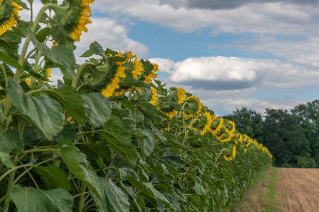 Photo for Panorama Landscape Of Sunflower fields And blue Sky clouds Background.Sunflower fields landscapes on a bright sunny day with patterns formed in natural background. - Royalty Free Image