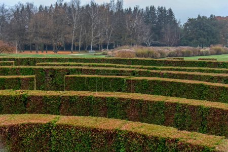 Photo for Hedge cut into a maze like puzzle pattern forming a garden labyrinth - Royalty Free Image
