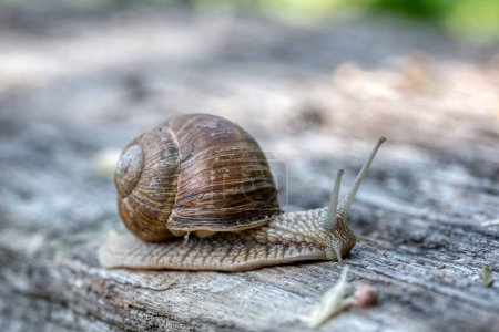 Photo for Helix pomatia also Roman snail or burgundy snail is a large air-breathing land snail. Pulmonary Gastropod Mollusk, family Helicidae stock photo - Royalty Free Image