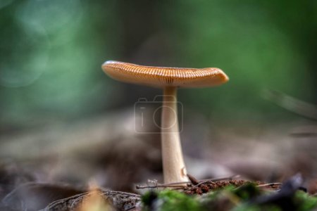 Foto de Lactifluus volemus (látex voluminoso lechoso) hongo que crece en el bosque - Imagen libre de derechos