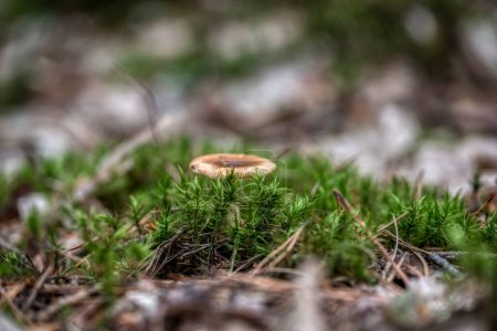 Foto de Lactifluus volemus (látex voluminoso lechoso) hongo que crece en el bosque - Imagen libre de derechos