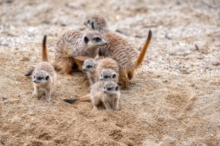 Meekats on the sand ground in zoo ljubljana