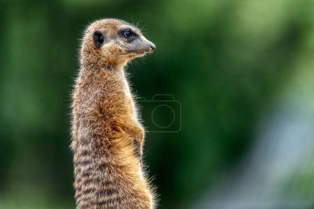 Photo for Meekat on the sand ground in zoo ljubljana - Royalty Free Image