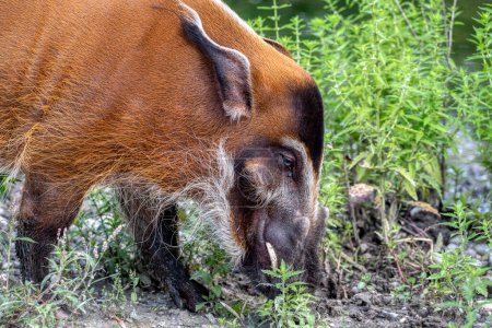 Téléchargez les photos : Red River Hog. animal principalement nocturne vu dans les forêts tropicales, ce porc aime les zones marécageuses, et cherche surtout de la nourriture en groupe la nuit, et sont omnivores. - en image libre de droit